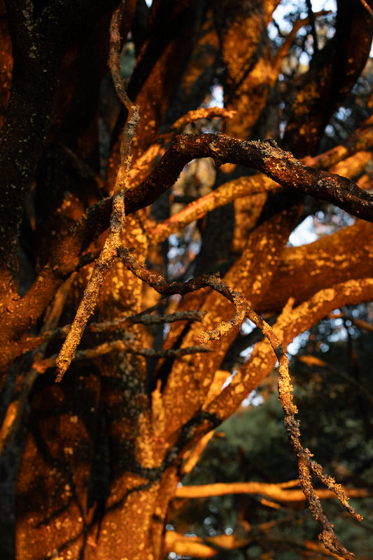 Close-up of gnarled tree branches covered in lichen, illuminated by warm, golden hour sunlight. The textured bark and intricate patterns of the branches are highlighted against a softly blurred background of darker foliage and sky.