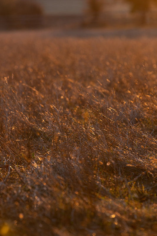 A close-up, low-angle shot of dry grass and seed heads illuminated by the warm, golden light of sunset. The background is softly blurred, creating a bokeh effect with out-of-focus circles of light.