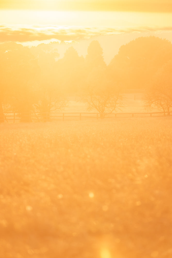 A hazy, golden sunrise illuminates a rural landscape. Bare trees and a wooden fence are silhouetted against the soft light, with a field of grass in the foreground.