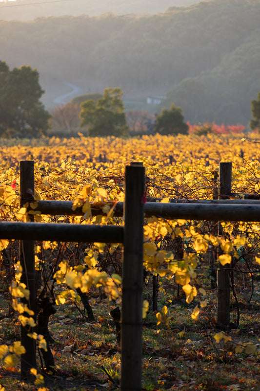 A vineyard in autumn, with rows of grapevines covered in golden yellow leaves. The sun shines through the leaves, creating a warm glow. Wooden posts and wires support the vines, and fallen leaves litter the ground. In the background, rolling hills are shrouded in a soft, hazy light.