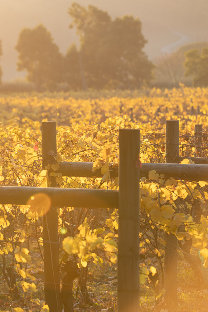 A vineyard in autumn, with rows of grapevines covered in golden yellow leaves. Wooden posts and wires support the vines. The warm, soft light of the setting sun illuminates the scene, creating a hazy, dreamlike atmosphere with lens flare.
