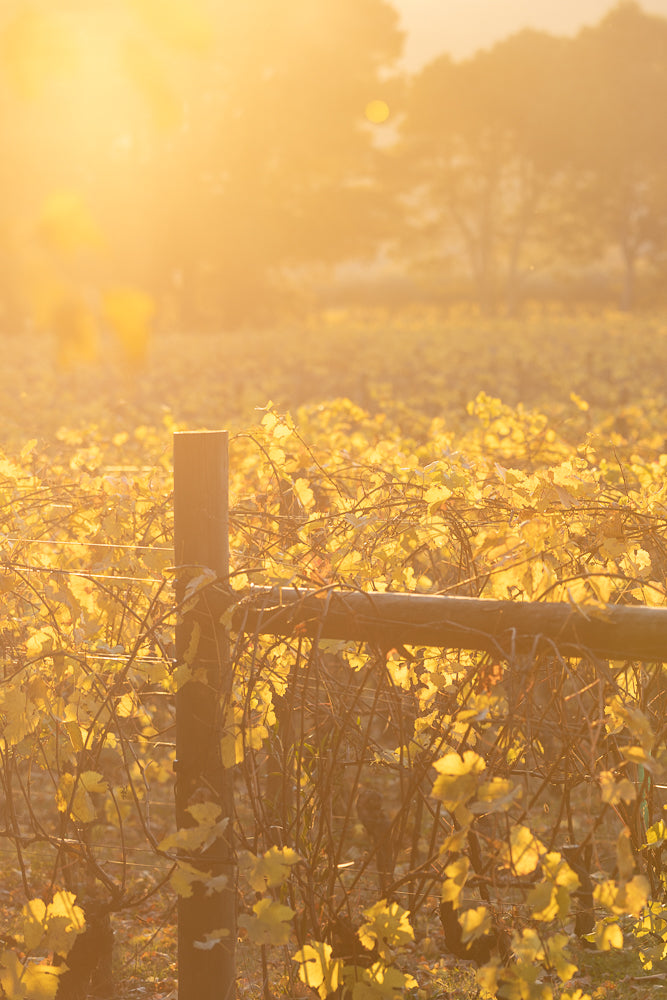 A vineyard in autumn, with rows of grapevines covered in golden yellow leaves. Wooden posts and wires support the vines. The warm, soft light of the setting sun illuminates the scene, creating a hazy, dreamlike atmosphere with lens flare.
