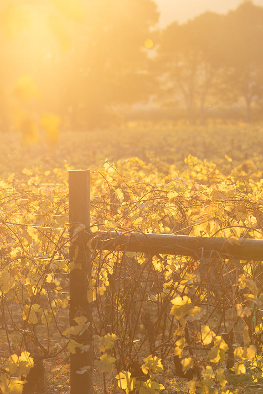 A vineyard in autumn, with rows of grapevines covered in golden yellow leaves. Wooden posts and wires support the vines. The warm, soft light of the setting sun illuminates the scene, creating a hazy, dreamlike atmosphere with lens flare.