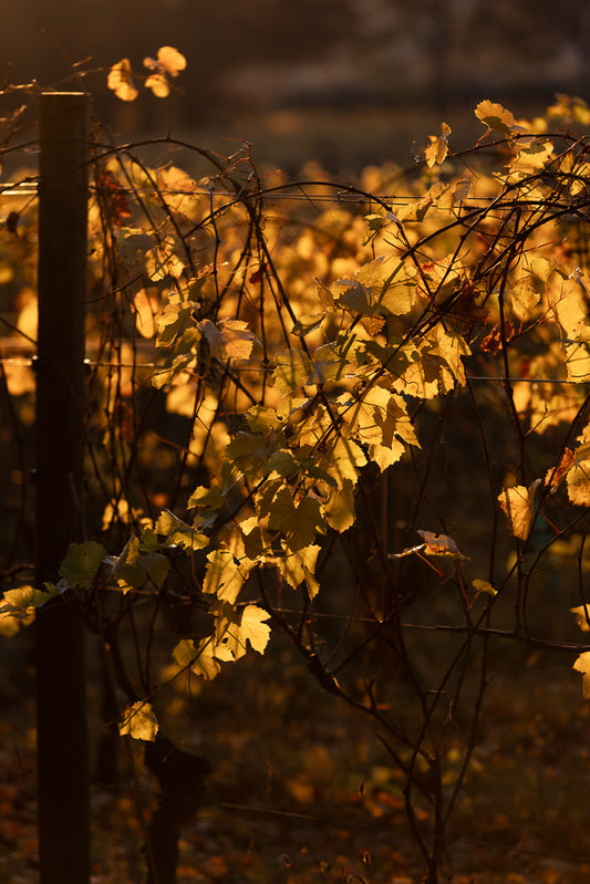 Golden autumn leaves on a vine are backlit by the setting sun, creating a warm, glowing effect. The leaves are clustered on thin branches, with a dark, blurred background.