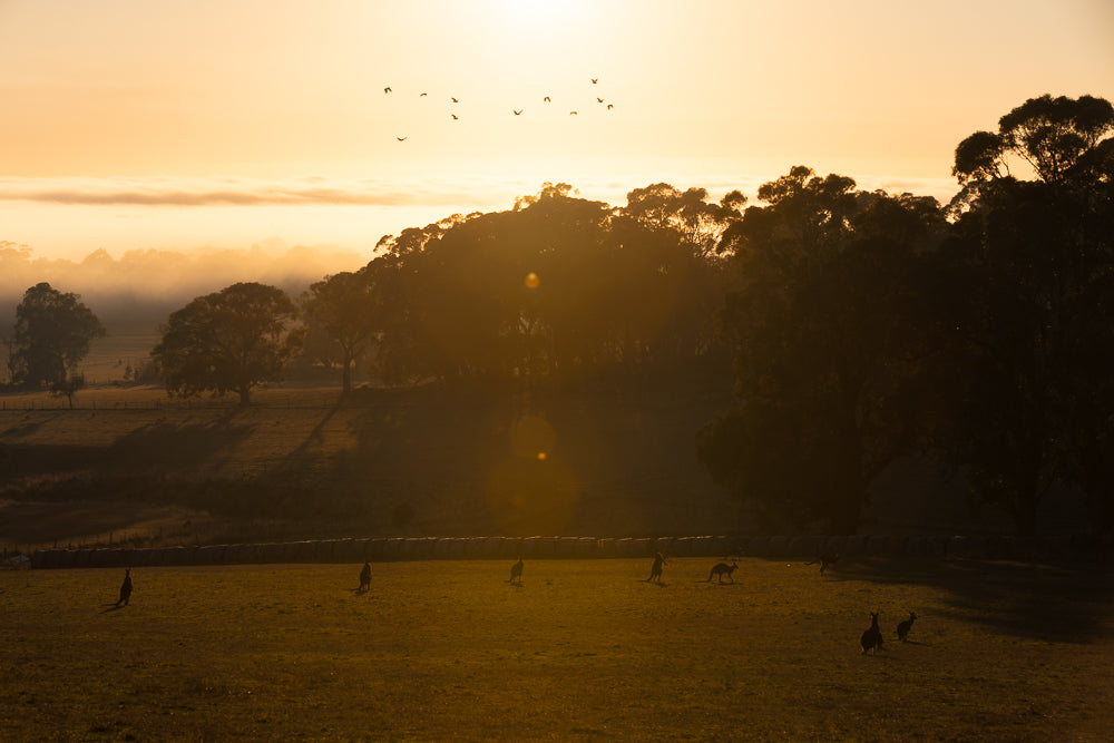 A herd of kangaroos graze in a field at sunrise. The sun casts a warm, golden glow over the landscape, illuminating the mist rising from the distant hills and the silhouettes of trees. Birds fly in formation across the sky.