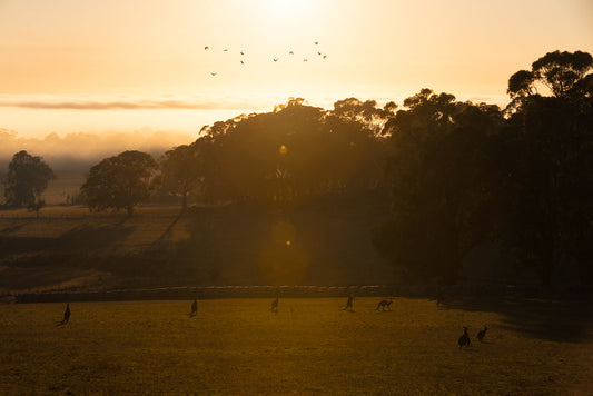 A herd of kangaroos graze in a field at sunrise. The sun casts a warm, golden glow over the landscape, illuminating the mist rising from the distant hills and the silhouettes of trees. Birds fly in formation across the sky.