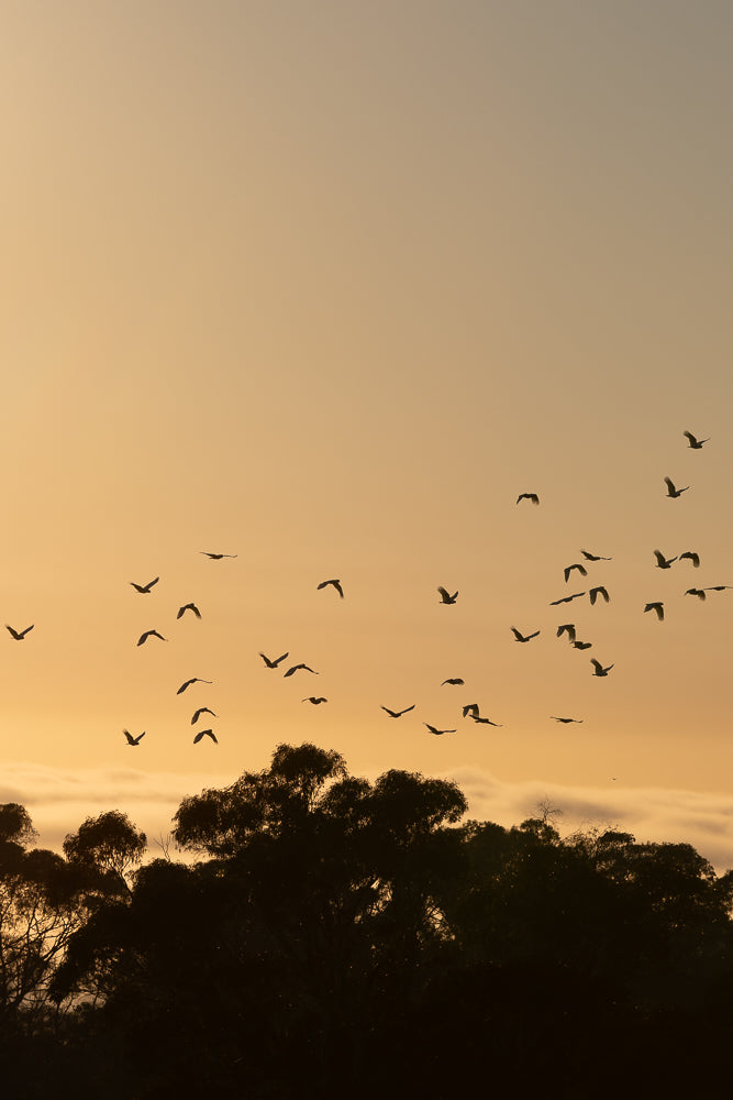 A flock of birds flies across a hazy, golden sky at sunset. The birds are silhouetted against the warm light, with their wings spread as they navigate the sky. Below them, the dark silhouettes of trees and foliage create a stark contrast against the soft glow of the sky.