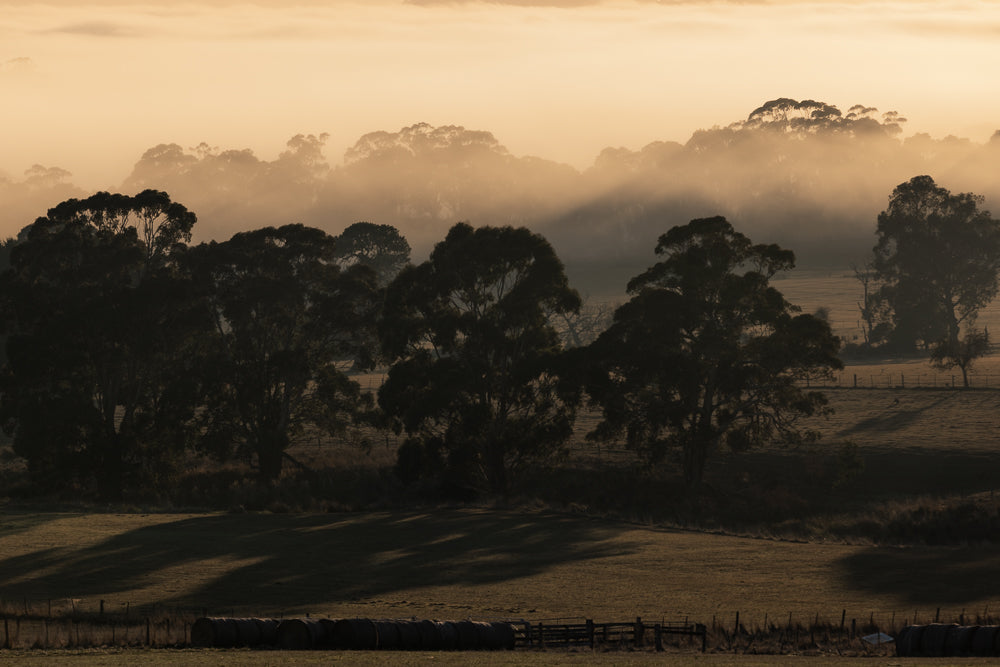 Silhouetted trees emerge from a golden fog at sunrise, casting long shadows across a dew-covered field. Hay bales lie in the foreground, hinting at a rural landscape.