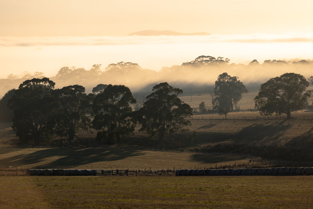 A misty, golden sunrise illuminates a rural landscape. Silhouetted trees stand against the fog, with rolling hills in the distance. Hay bales are lined up in the foreground.