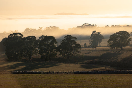 A misty, golden sunrise illuminates a rural landscape. Silhouetted trees stand against the fog, with rolling hills in the distance. Hay bales are lined up in the foreground.