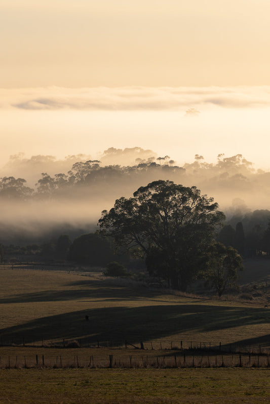 A serene landscape at sunrise, with golden light illuminating rolling hills covered in a soft blanket of fog. Silhouetted trees emerge from the mist, creating a layered, atmospheric scene.