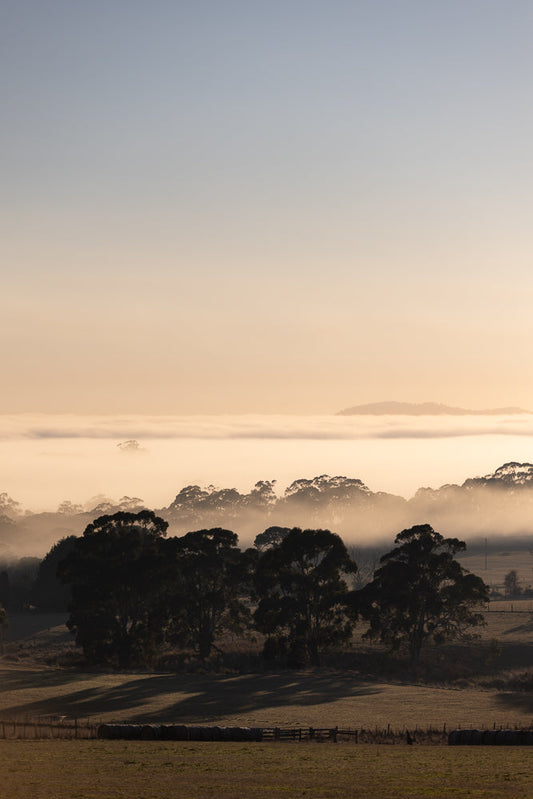 A serene landscape at dawn, with a thick layer of fog blanketing the valley. Silhouetted trees emerge from the mist, their dark forms contrasting with the soft, warm light of the rising sun. The sky transitions from a pale blue at the top to a gentle peach hue near the horizon.