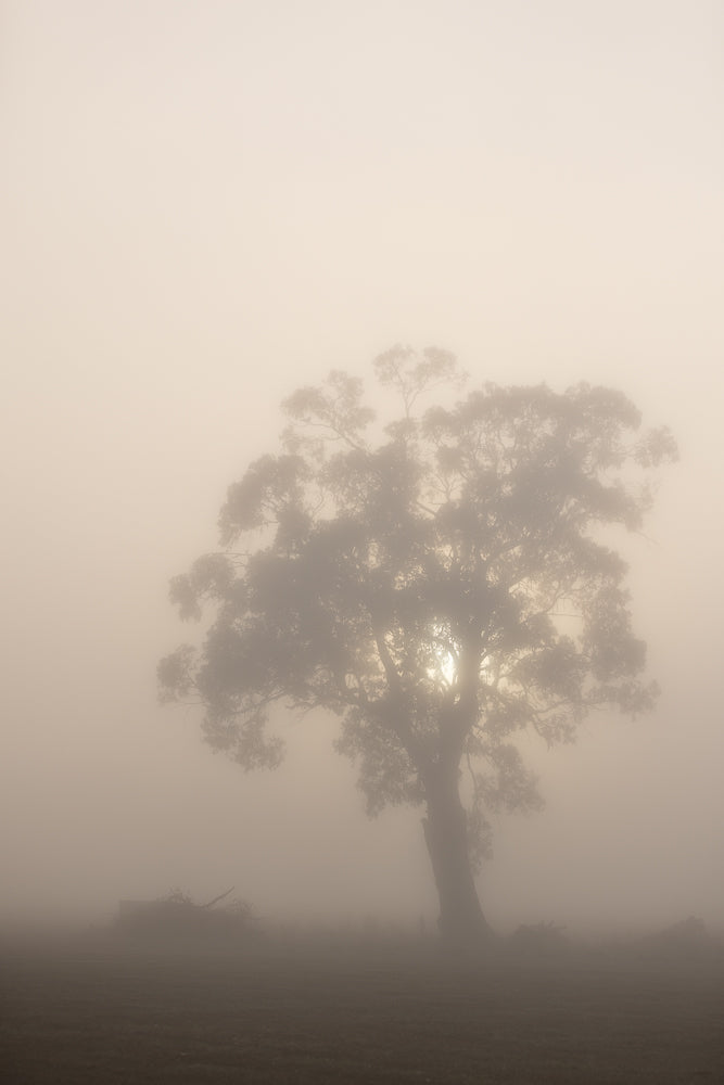 A lone eucalyptus tree stands silhouetted against a hazy, pale sky. The sun is visible through the branches, creating a soft glow. The ground below is dark and indistinct due to the fog.