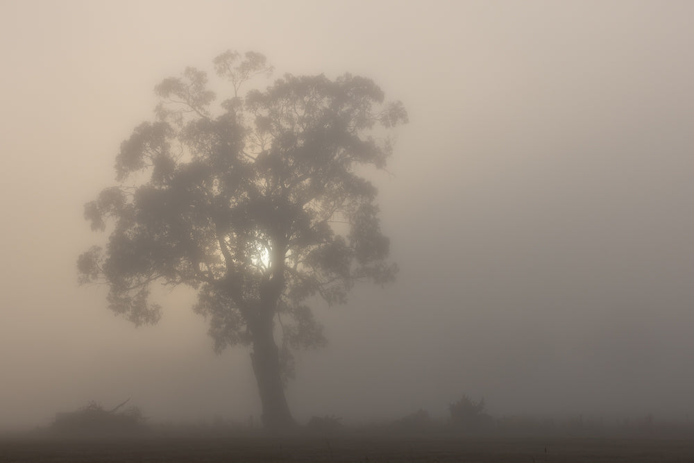 A lone eucalyptus tree stands silhouetted against a bright sun, shrouded in thick fog. The sun's rays peek through the branches, creating a dramatic and ethereal atmosphere.