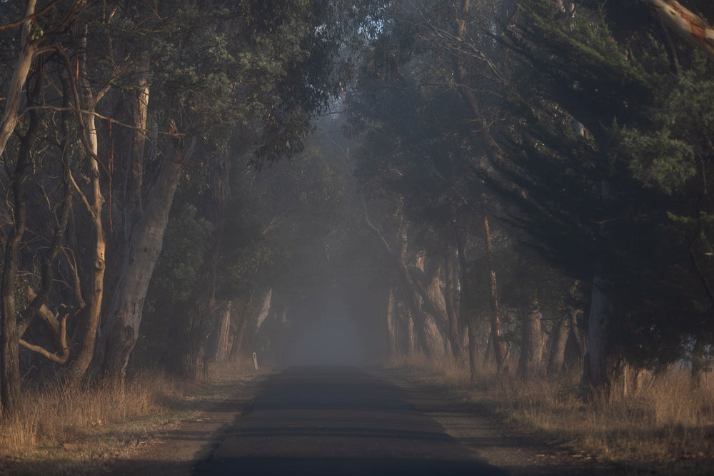 A paved road curves through a dense forest of eucalyptus and pine trees on a foggy morning. The trees create a natural tunnel effect, with their branches arching over the road. The fog obscures the distance, adding a sense of mystery and tranquility to the scene.