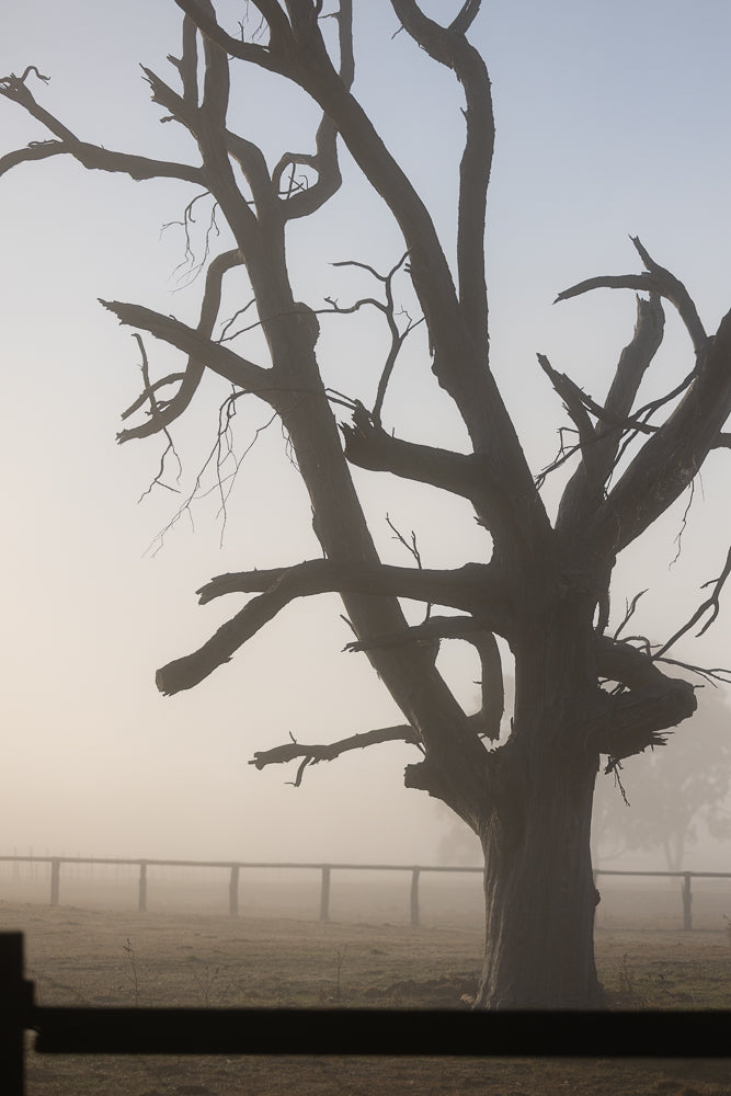 A silhouetted, gnarled, dead tree stands in a misty field with a wooden fence in the background.