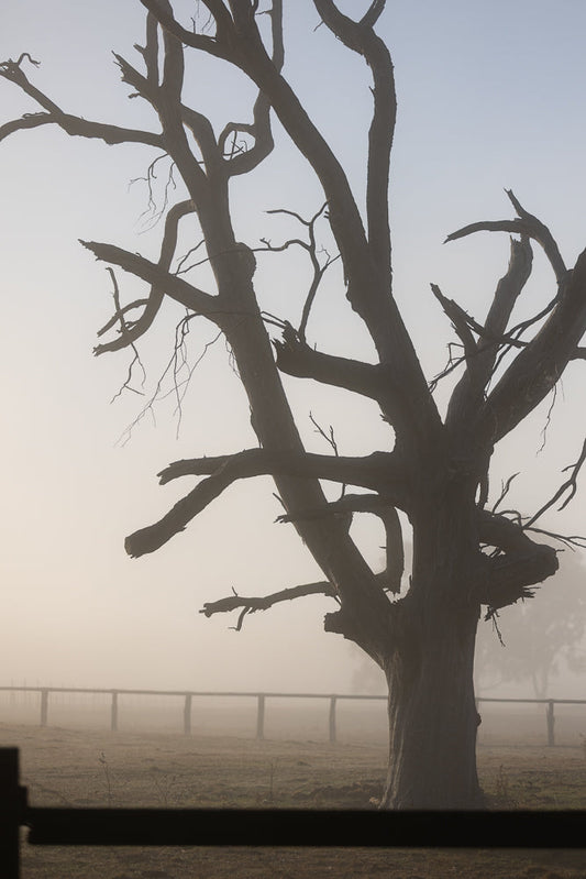A silhouetted, gnarled, dead tree stands in a misty field with a wooden fence in the background.
