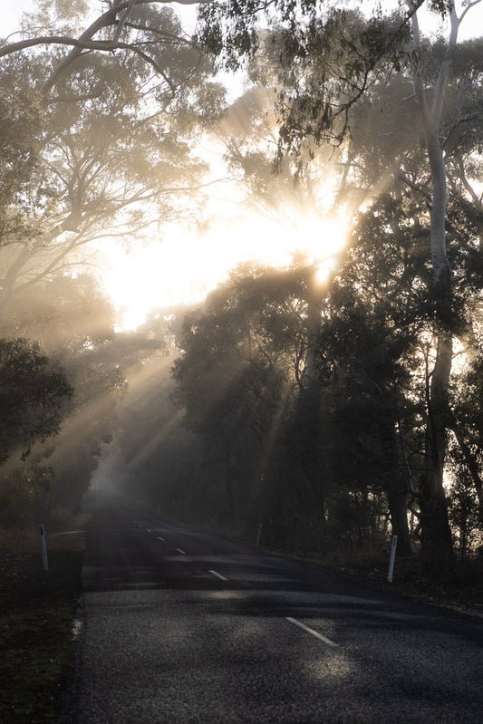 Sunbeams pierce through a misty forest, illuminating a winding road. Tall trees with bare branches line the path, creating a dramatic and ethereal atmosphere.