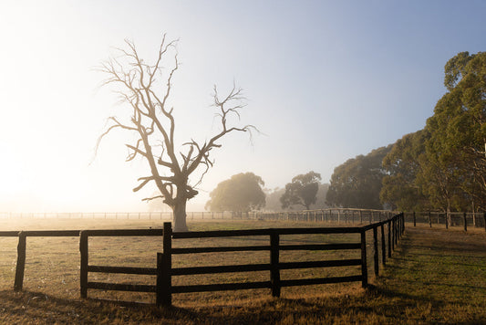 A stark, bare tree stands silhouetted against a bright, foggy sky in a rural field. A dark wooden fence runs across the foreground, separating the field from a line of trees in the background.