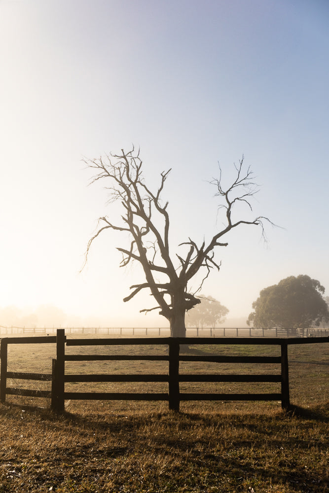 A silhouetted dead tree stands in a misty field, with a wooden fence in the foreground. The sun is low, casting a warm glow and creating a serene, atmospheric scene.