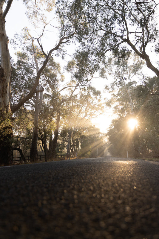 A low-angle shot of a road winding through a forest of eucalyptus trees at sunrise. Sunbeams pierce through the mist and foliage, illuminating the road ahead.
