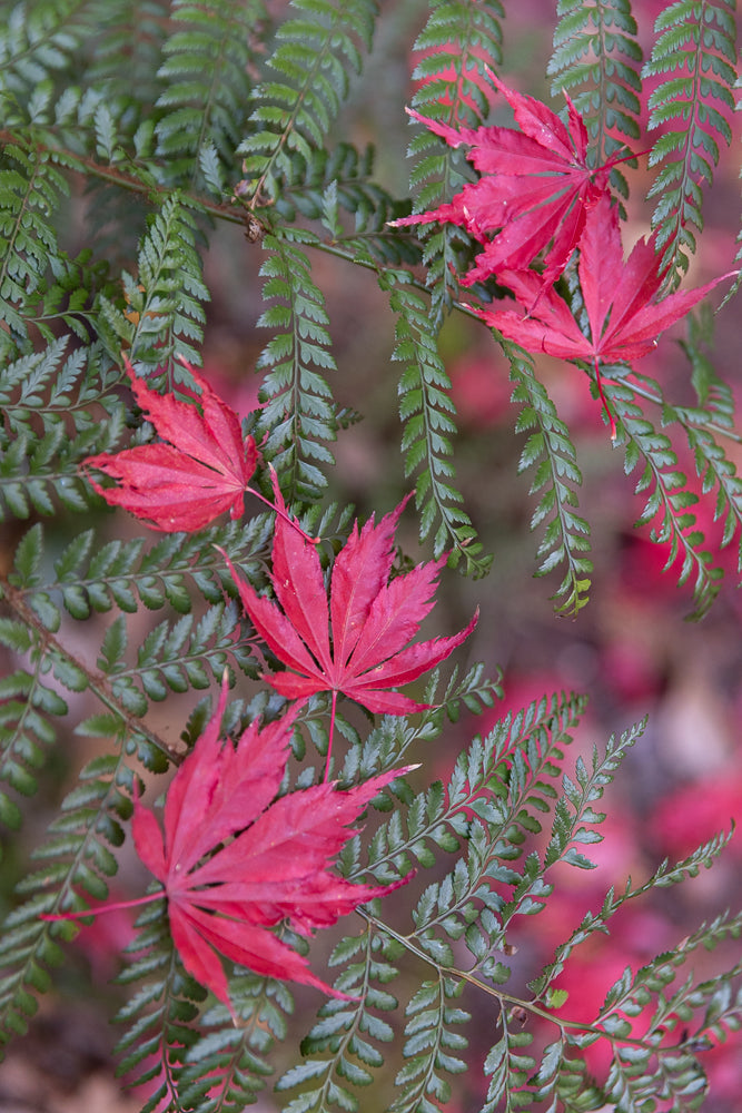 Close-up of bright red Japanese maple leaves interspersed with delicate green fern fronds. The background is softly blurred with hints of pink and brown.