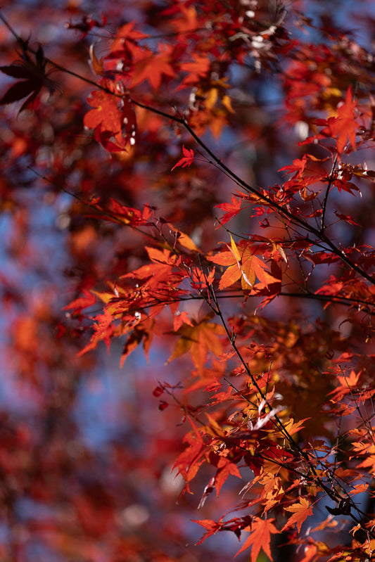 Close-up of vibrant red and orange maple leaves against a blurred blue sky. The leaves are detailed with pointed lobes and delicate veins, catching the sunlight.