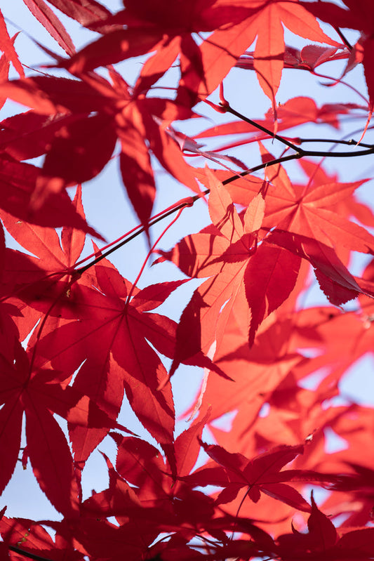 Close-up of bright red maple leaves against a light blue sky. The leaves are backlit, showing their delicate veins and serrated edges, creating a stained-glass effect.