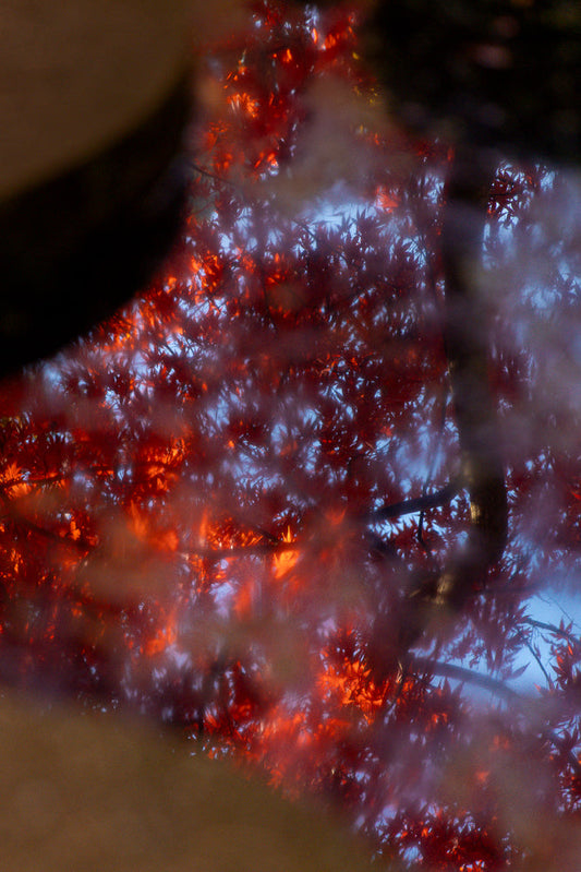 A close-up, abstract view of bright red maple leaves against a soft blue sky, with a blurred brown foreground element. The leaves are illuminated from behind, creating a warm, glowing effect.