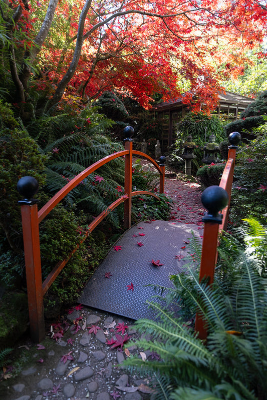 A red arched bridge with black finials crosses a path covered in red maple leaves. Lush green ferns and trees with vibrant red foliage surround the bridge, with a traditional Japanese structure visible in the background.