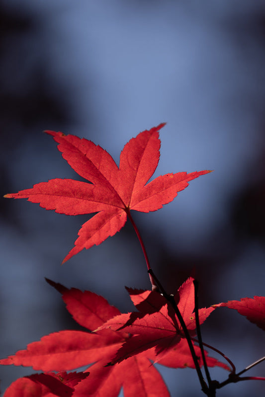 A close-up shot of a bright red Japanese maple leaf, backlit by the sun, with a soft, blurred blue sky in the background. The leaf's delicate veins are visible.