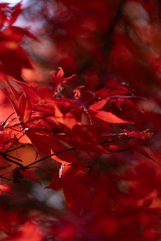 Close-up of vibrant red maple leaves with delicate veins and serrated edges, backlit by soft sunlight, creating a warm, autumnal glow.