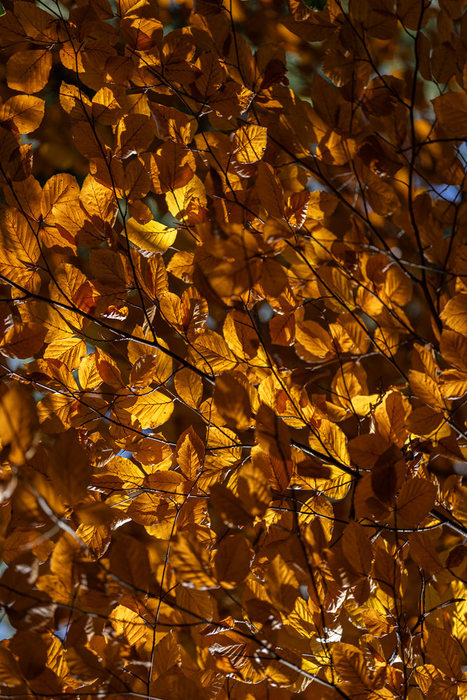 Close-up of golden-brown beech leaves backlit by the sun, creating a warm, autumnal glow. The leaves are detailed with visible veins and some are translucent, showing the light passing through them.