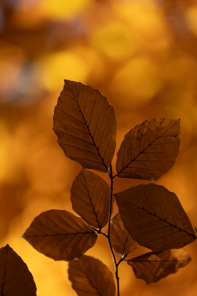 A close-up shot of a branch with several brown, dried leaves against a blurred background of warm orange and yellow autumn foliage.
