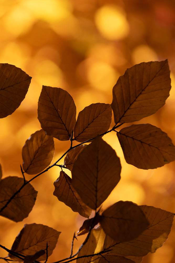 A close-up shot of a branch with several brown, dried leaves against a blurred, warm orange background. The leaves show prominent veins and have slightly serrated edges.