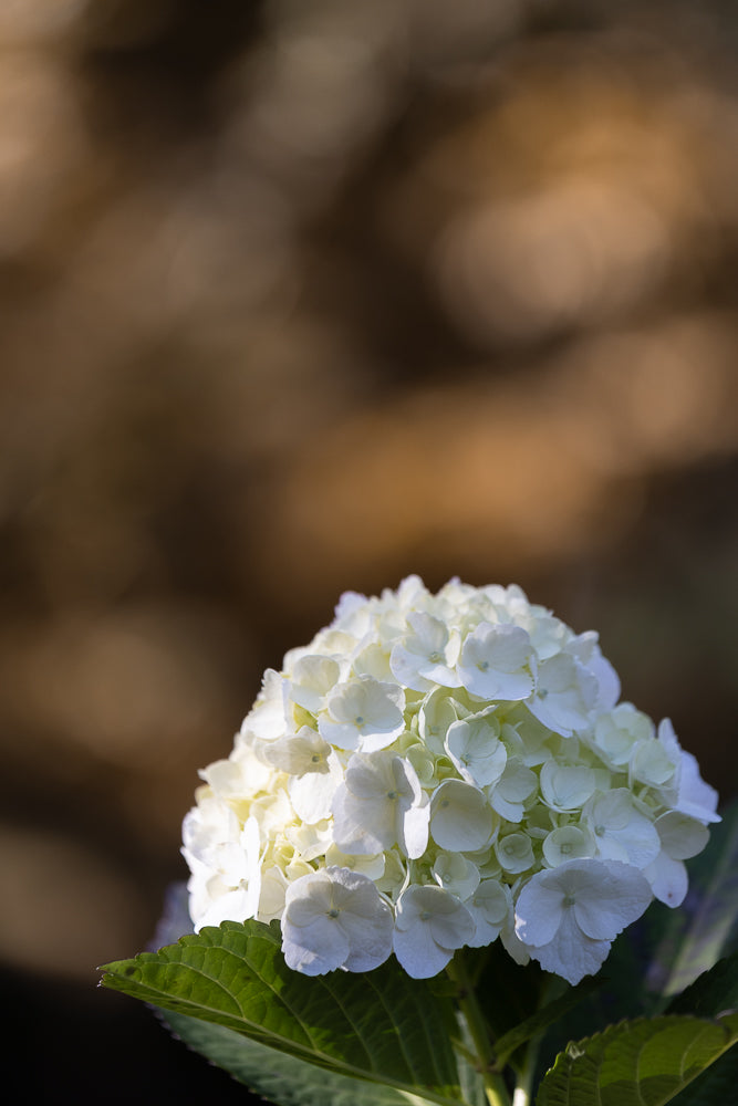 A close-up shot of a white hydrangea flower with green leaves. The flower is in full bloom and its petals are delicate and layered. The background is blurred with warm, earthy tones.