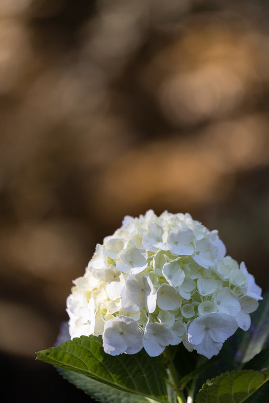A close-up shot of a white hydrangea flower with green leaves. The flower is in full bloom and its petals are delicate and layered. The background is blurred with warm, earthy tones.