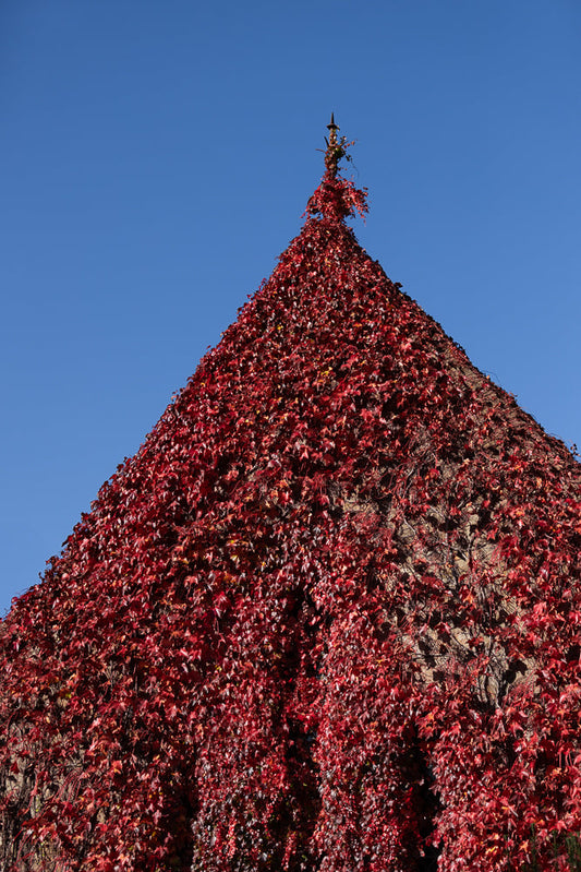 A steep, conical roof covered in vibrant red ivy, set against a clear blue sky. A decorative metal spire crowns the peak.