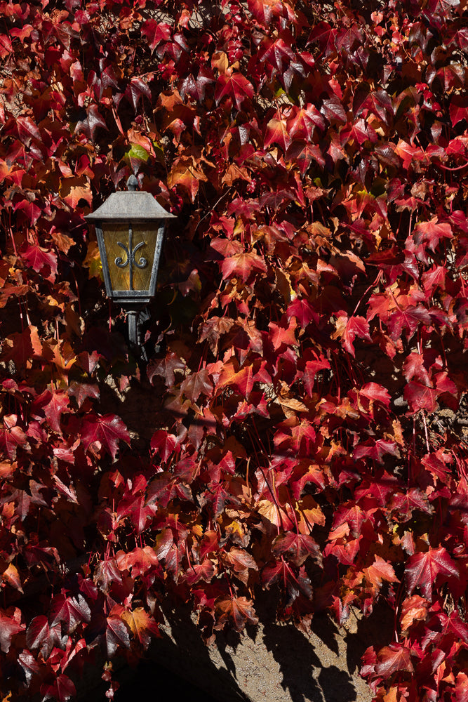 A vintage lantern hangs on a wall covered in vibrant red and orange ivy leaves during autumn. The leaves are dense and create a textured backdrop for the lantern.