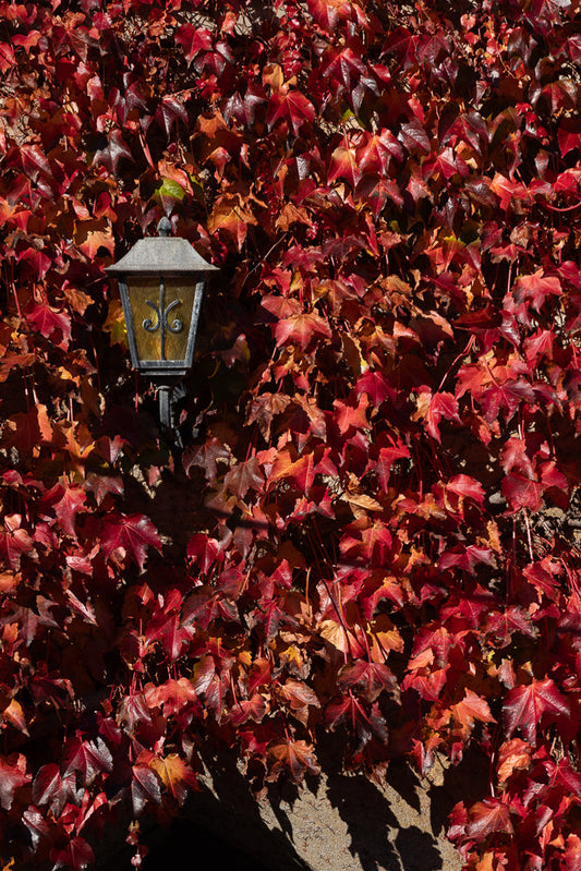A vintage lantern hangs on a wall covered in vibrant red and orange ivy leaves during autumn. The leaves are dense and create a textured backdrop for the lantern.