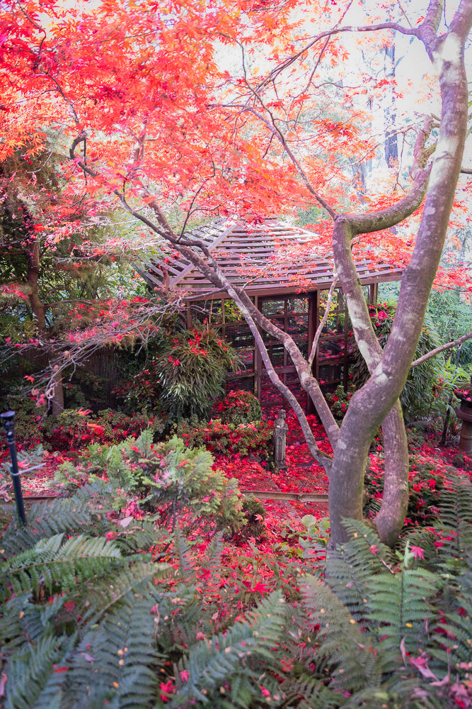 A Japanese garden in autumn with a wooden gazebo surrounded by trees with vibrant red leaves. Fallen red leaves carpet the ground, and ferns add lush greenery.