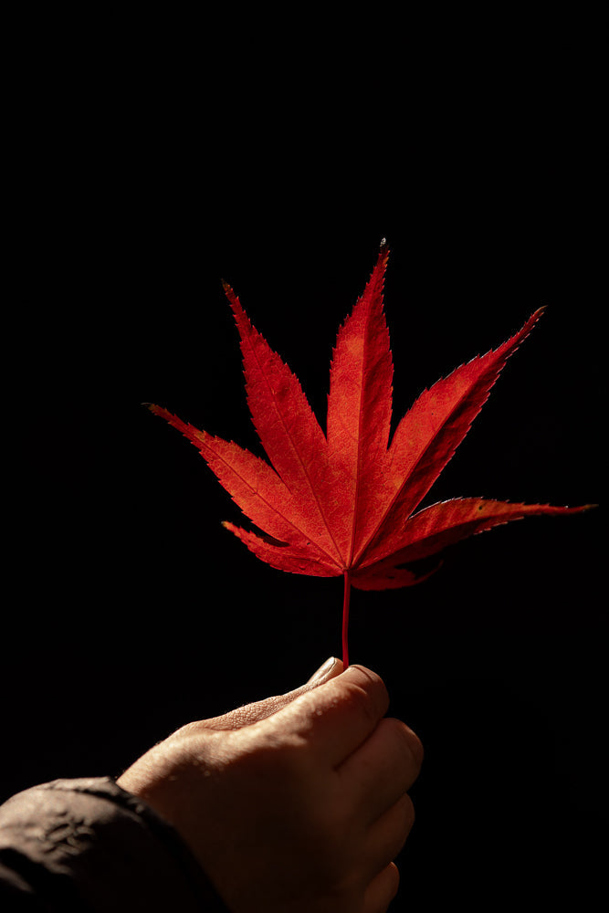A hand holds a bright red, five-pointed maple leaf against a black background. The leaf is illuminated from behind, highlighting its intricate veins and serrated edges.