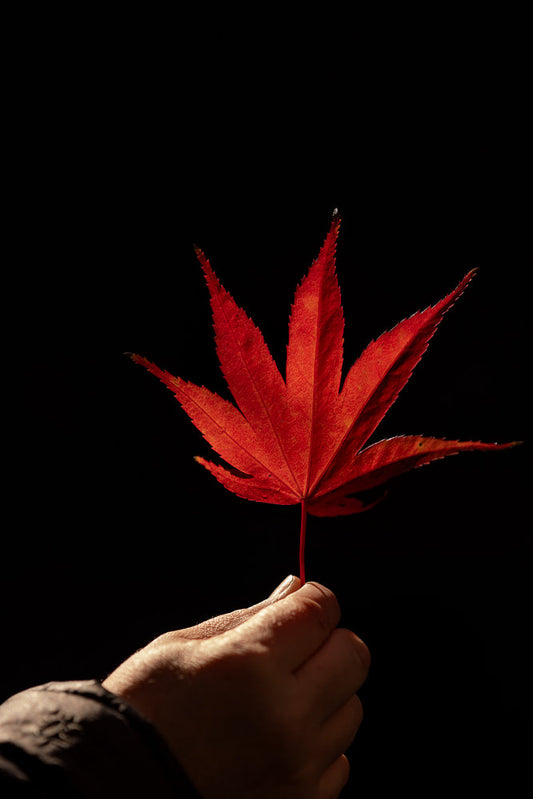 A hand holds a bright red, five-pointed maple leaf against a black background. The leaf is illuminated from behind, highlighting its intricate veins and serrated edges.