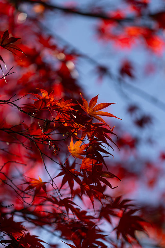 Close-up of vibrant red maple leaves against a soft blue sky. The leaves are backlit, showing their delicate veins and serrated edges. Some leaves are in sharp focus, while others are blurred in the background, creating a bokeh effect.