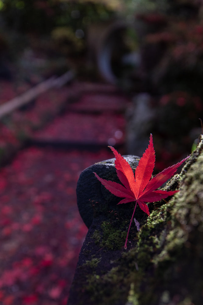 A single bright red maple leaf rests on a moss-covered stone, with a blurred background of red autumn leaves and a stone bridge.