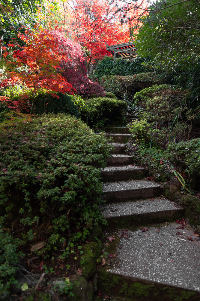 A stone staircase winds up through a lush garden with vibrant red Japanese maple leaves and dense green foliage. A wooden structure is visible at the top.