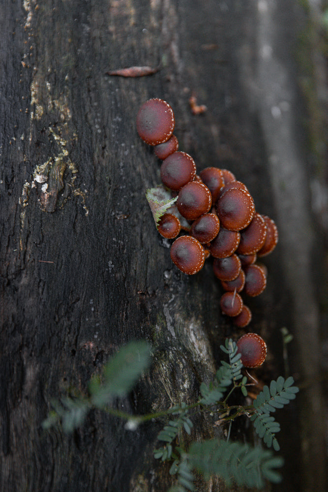 A cluster of small, reddish-brown mushrooms with white-speckled caps grows on the side of a dark, textured tree trunk. Green leaves are visible in the foreground and background.