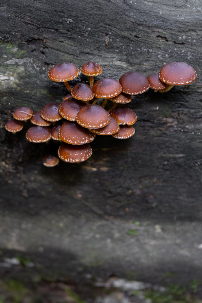 A cluster of small, brown mushrooms with white speckles on their caps grows on a dark, textured tree trunk.