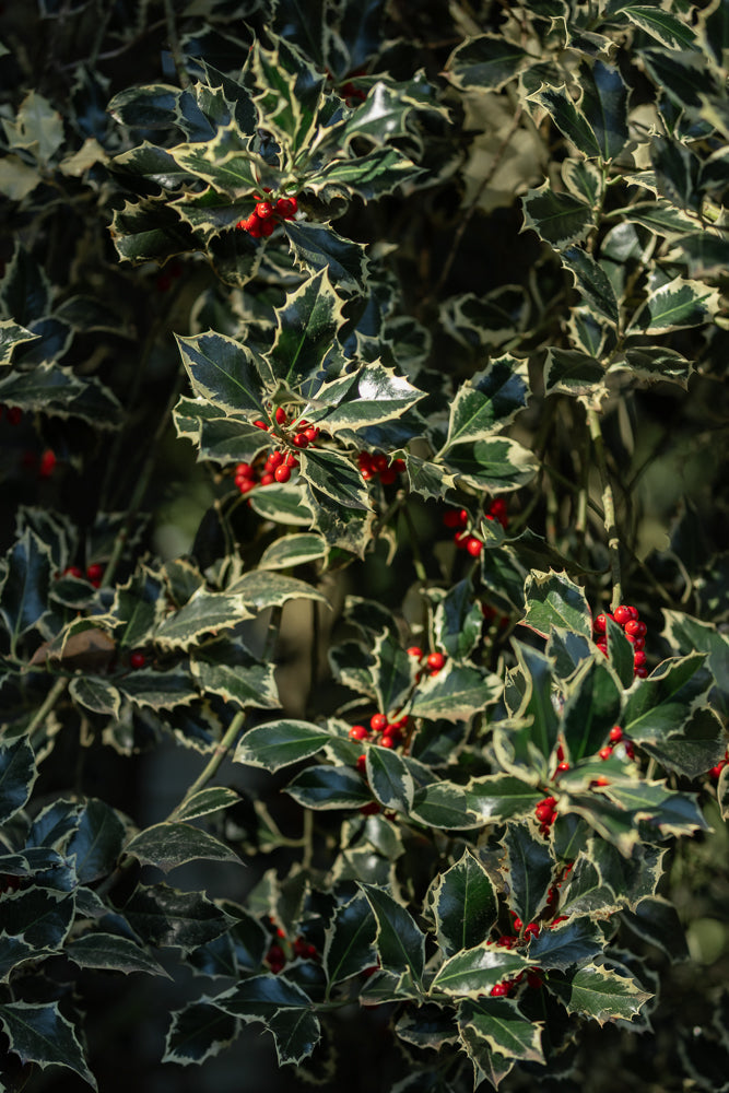 A close-up shot of a variegated holly bush with dark green leaves edged in cream and clusters of bright red berries.