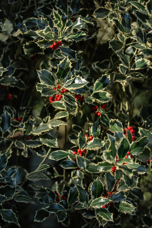 A close-up shot of a variegated holly bush with dark green leaves edged in cream and clusters of bright red berries.